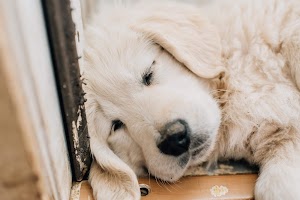 Gold Point Pups place picture