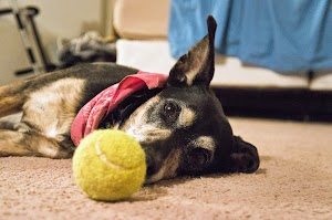 Paws at Peace Gentle Home Pet Euthanasia NYC place picture