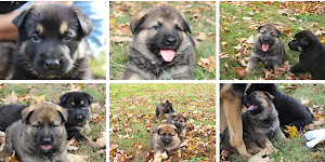 Cedar Valley Canine place picture