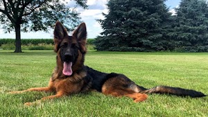 Vom Faehnrich-Chicagoland German Shepherds place picture