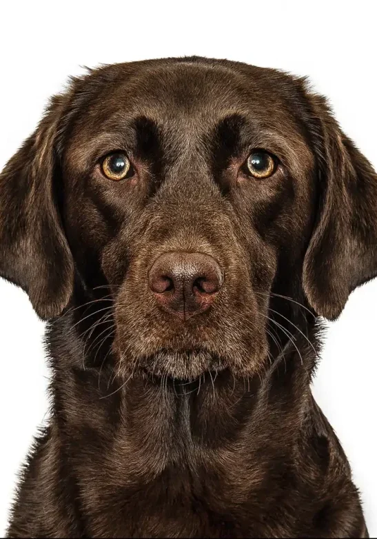 Gruff Labrador