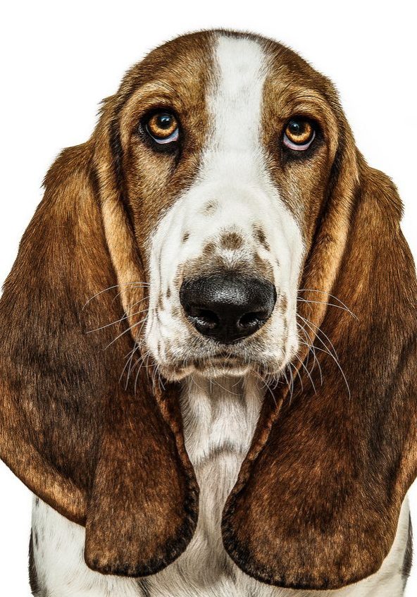 one good dog