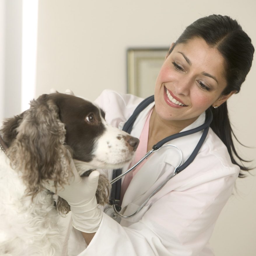 Veterinarian Examining Dog January 30, 2004