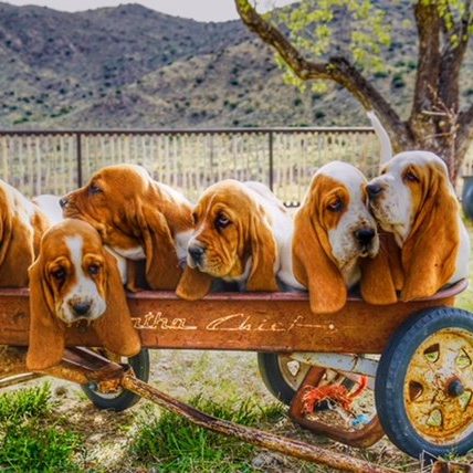 outwestdogs